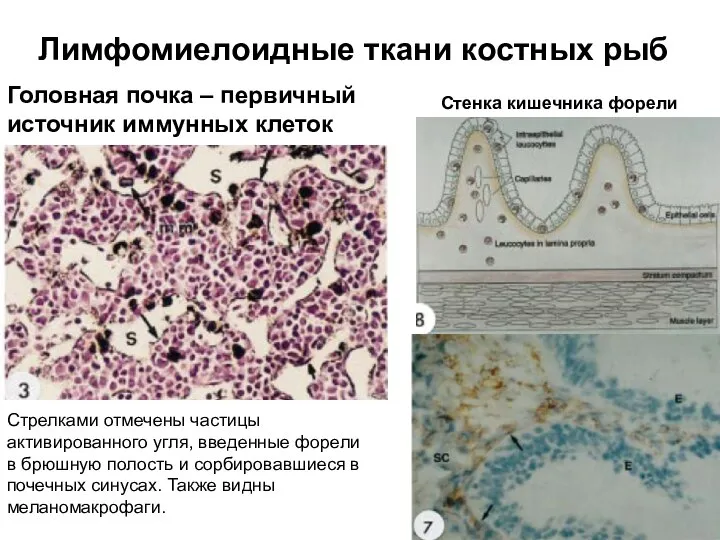 Лимфомиелоидные ткани костных рыб Головная почка – первичный источник иммунных клеток Стрелками