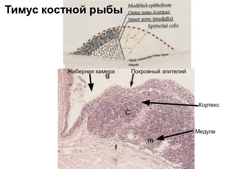 Тимус костной рыбы Покровный эпителий Медула Кортекс Жаберная камера