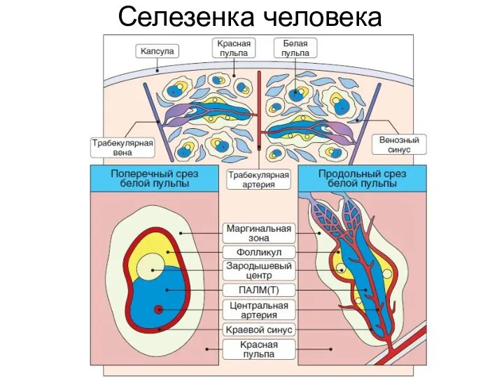 Селезенка человека