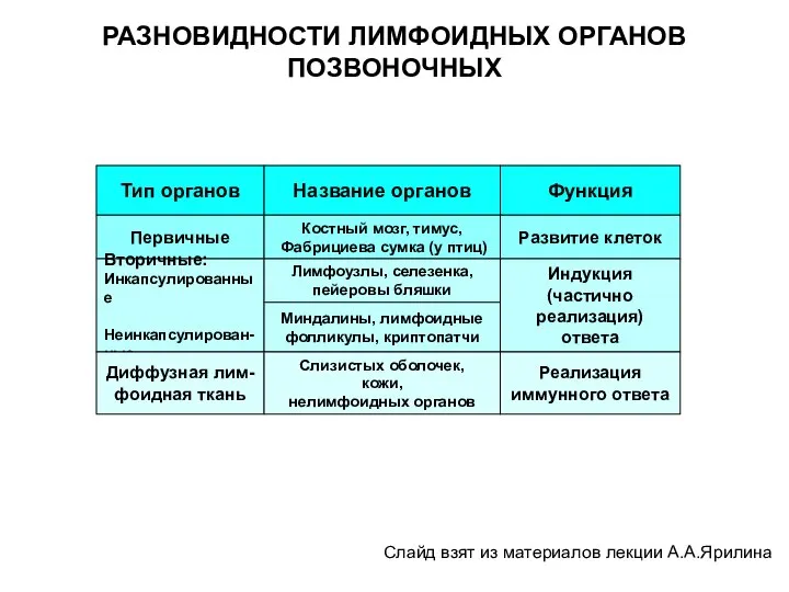 РАЗНОВИДНОСТИ ЛИМФОИДНЫХ ОРГАНОВ ПОЗВОНОЧНЫХ Тип органов Название органов Функция Первичные Костный мозг,