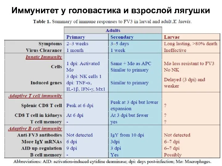 Иммунитет у головастика и взрослой лягушки