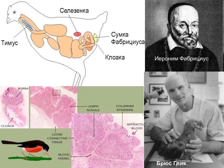 Иероним Фабрициус Брюс Глик