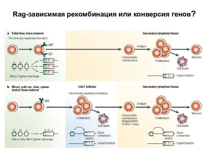 Rag-зависимая рекомбинация или конверсия генов?