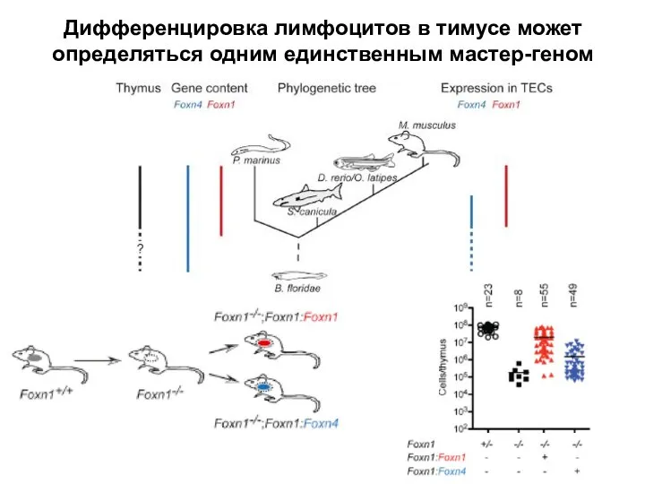 Дифференцировка лимфоцитов в тимусе может определяться одним единственным мастер-геном