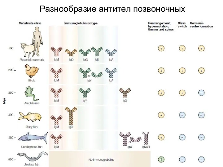 Разнообразие антител позвоночных