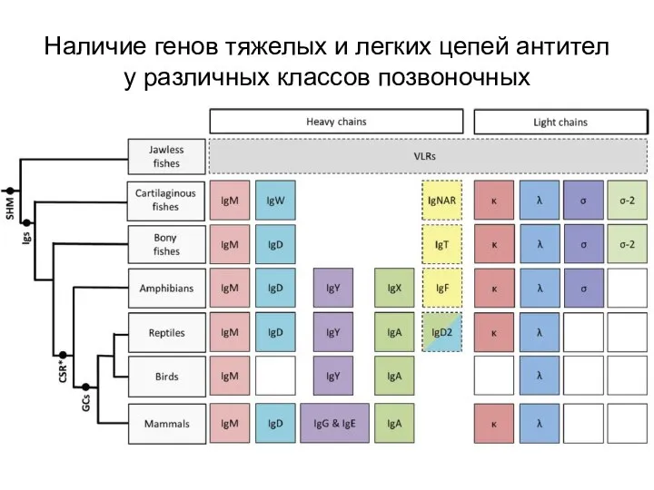 Наличие генов тяжелых и легких цепей антител у различных классов позвоночных