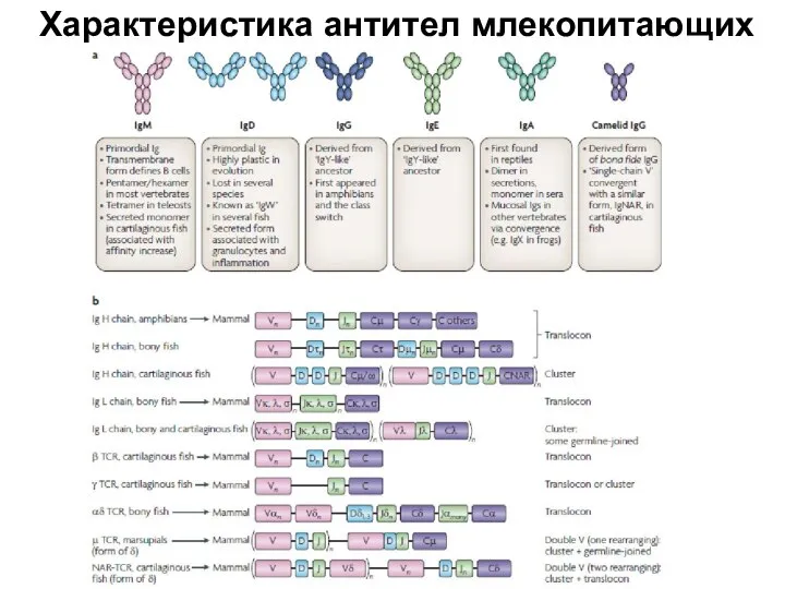 Характеристика антител млекопитающих