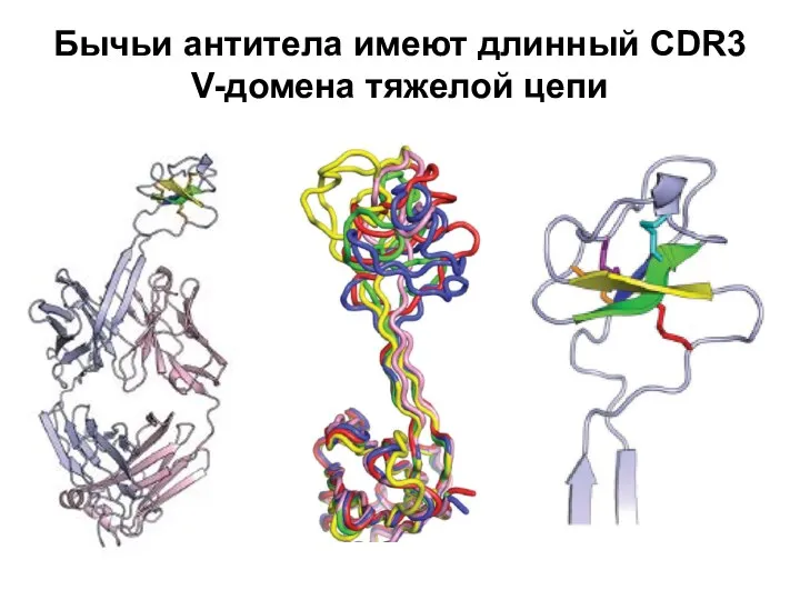 Бычьи антитела имеют длинный CDR3 V-домена тяжелой цепи