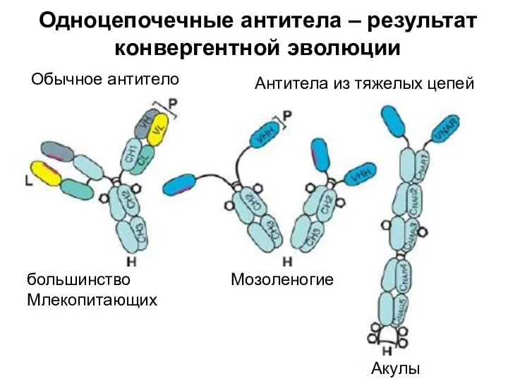 Одноцепочечные антитела – результат конвергентной эволюции Обычное антитело Антитела из тяжелых цепей Мозоленогие Акулы большинство Млекопитающих