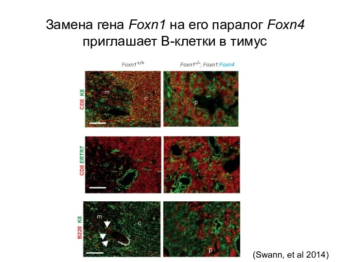 Замена гена Foxn1 на его паралог Foxn4 приглашает В-клетки в тимус (Swann, et al 2014)