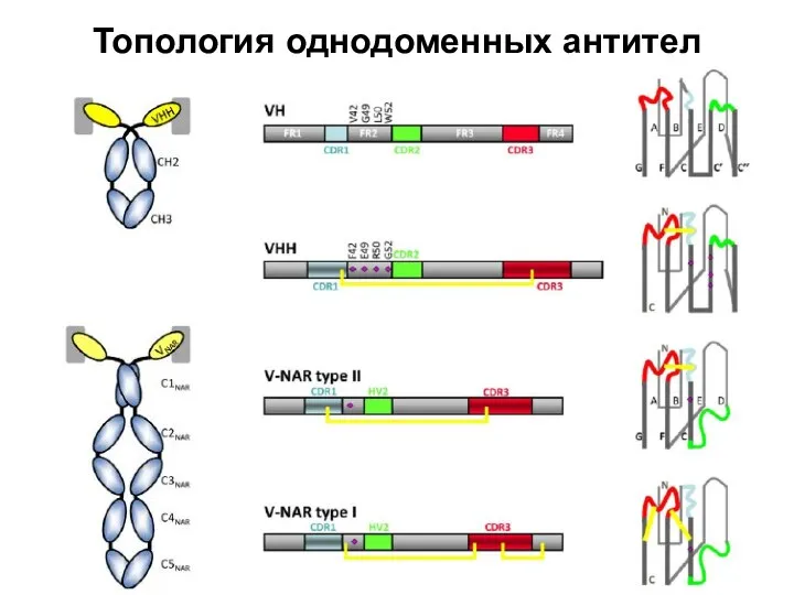 Топология однодоменных антител