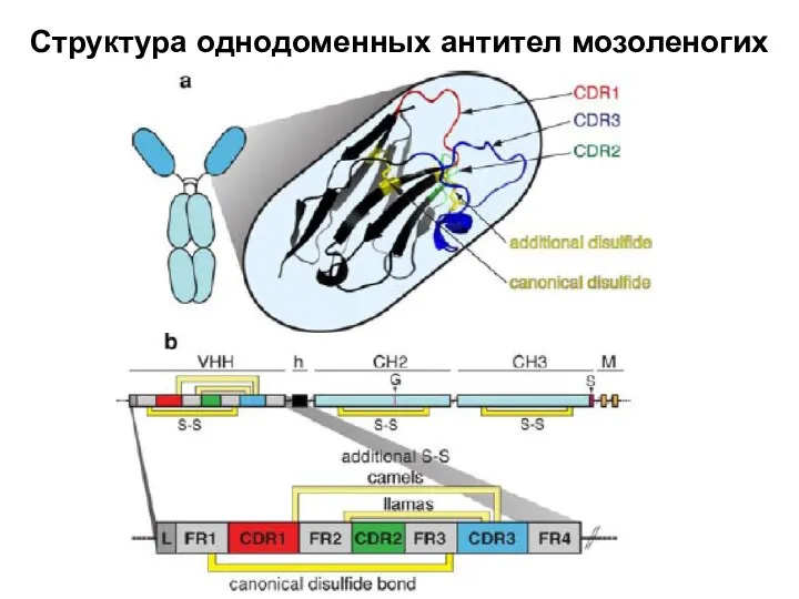 Структура однодоменных антител мозоленогих