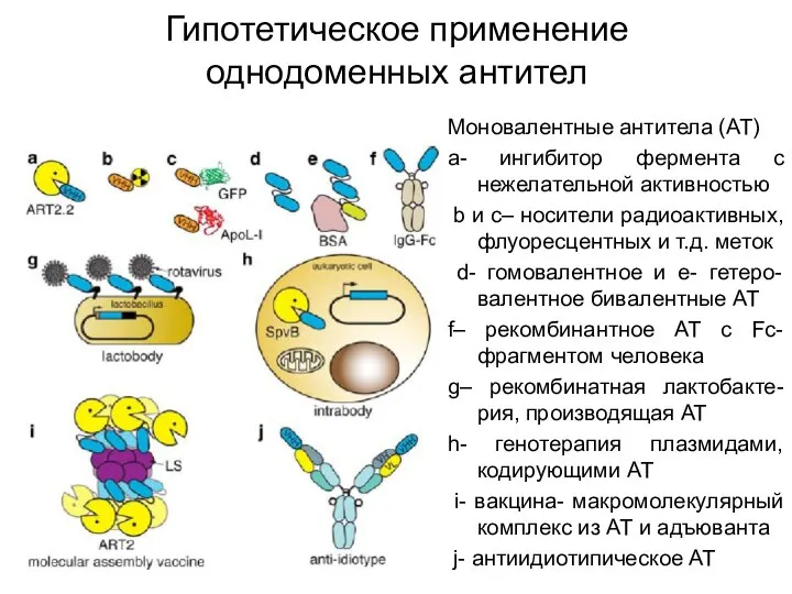 Гипотетическое применение однодоменных антител Моновалентные антитела (АТ) а- ингибитор фермента с нежелательной