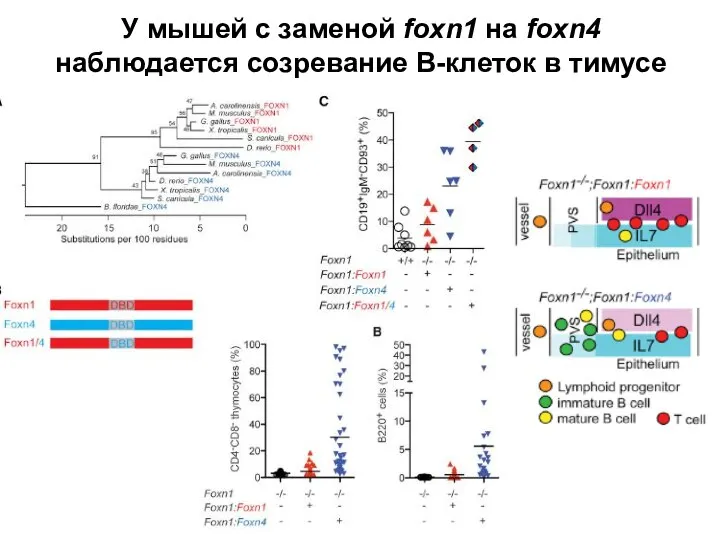 У мышей с заменой foxn1 на foxn4 наблюдается созревание В-клеток в тимусе
