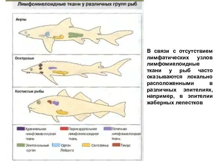 В связи с отсутствием лимфатических узлов лимфомиелоидные ткани у рыб часто оказываются