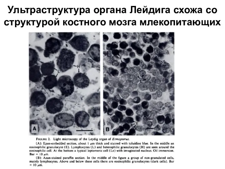 Ультраструктура органа Лейдига схожа со структурой костного мозга млекопитающих