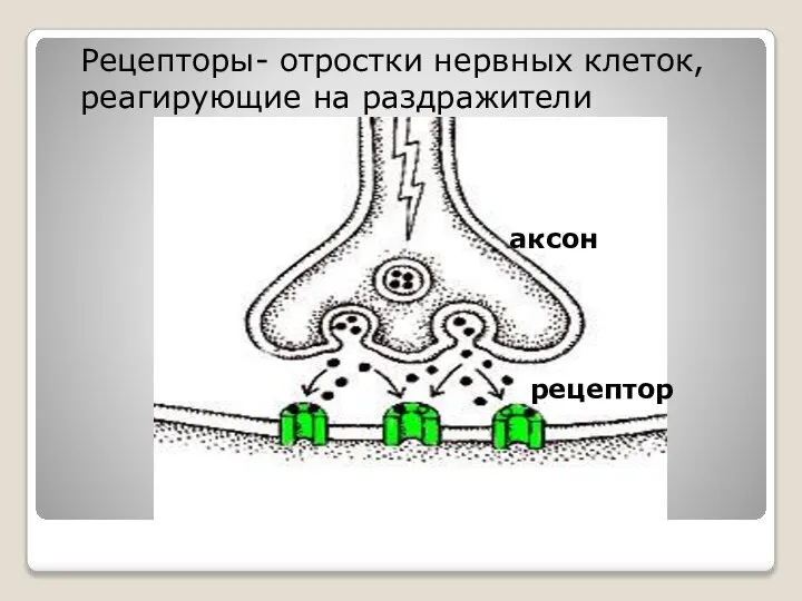 аксон рецептор Рецепторы- отростки нервных клеток, реагирующие на раздражители