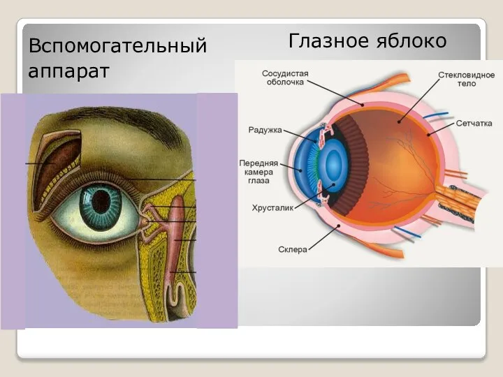 Вспомогательный аппарат Глазное яблоко