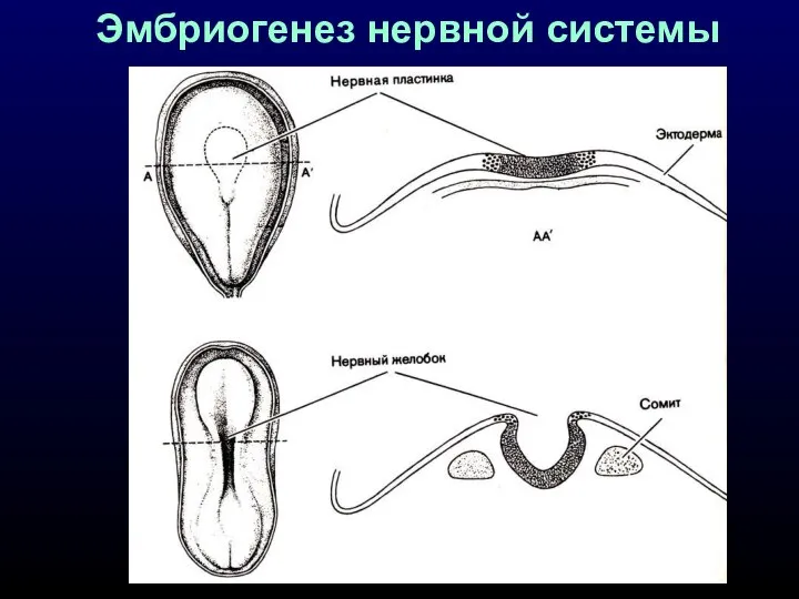 Эмбриогенез нервной системы