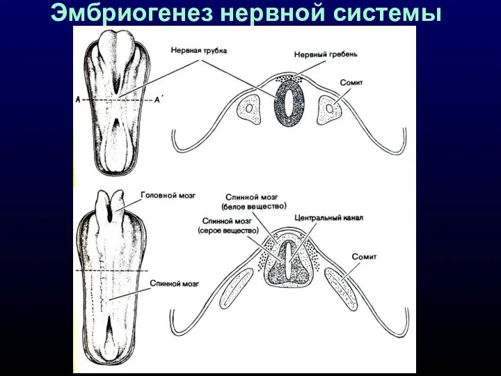 Эмбриогенез нервной системы