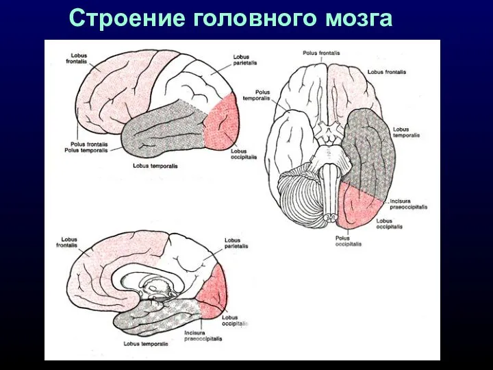 Строение головного мозга