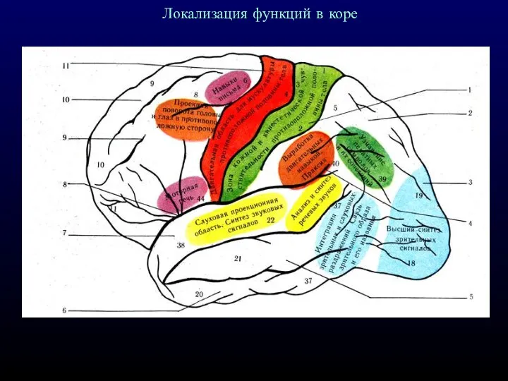 Локализация функций в коре