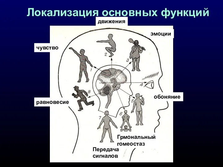 Локализация основных функций чувство равновесие Передача сигналов Грмональный гомеостаз обоняние движения эмоции