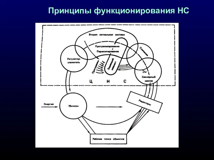 Принципы функционирования НС