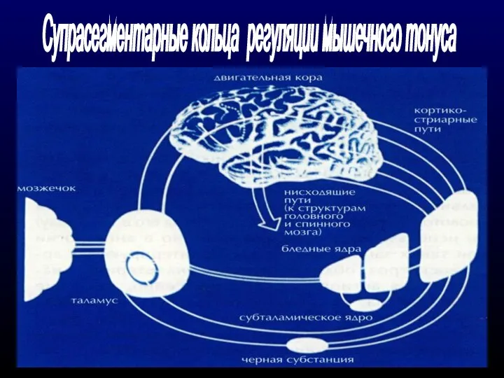 Супрасегментарные кольца регуляции мышечного тонуса