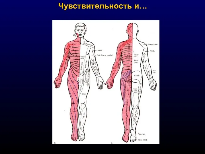 Чувствительность и…