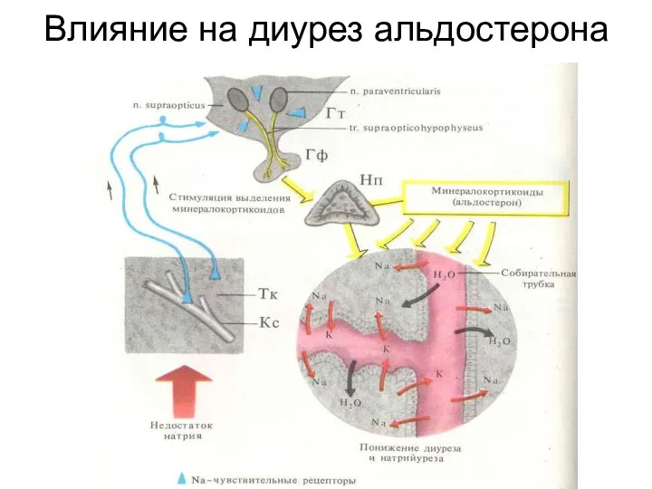 Влияние на диурез альдостерона