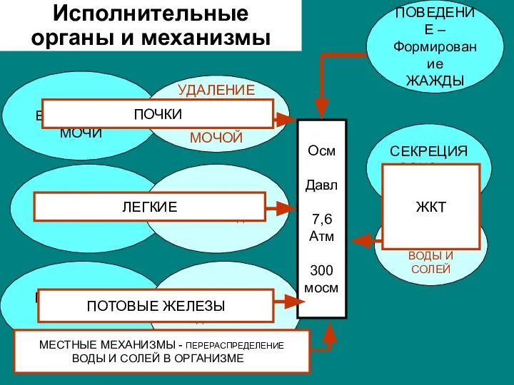 Исполнительные органы и механизмы СЕКРЕЦИЯ СОКОВ В ЖКТ ПОТООТДЕЛЕНИЕ ДЫХАНИЕ ВЫДЕЛЕНИЕ МОЧИ