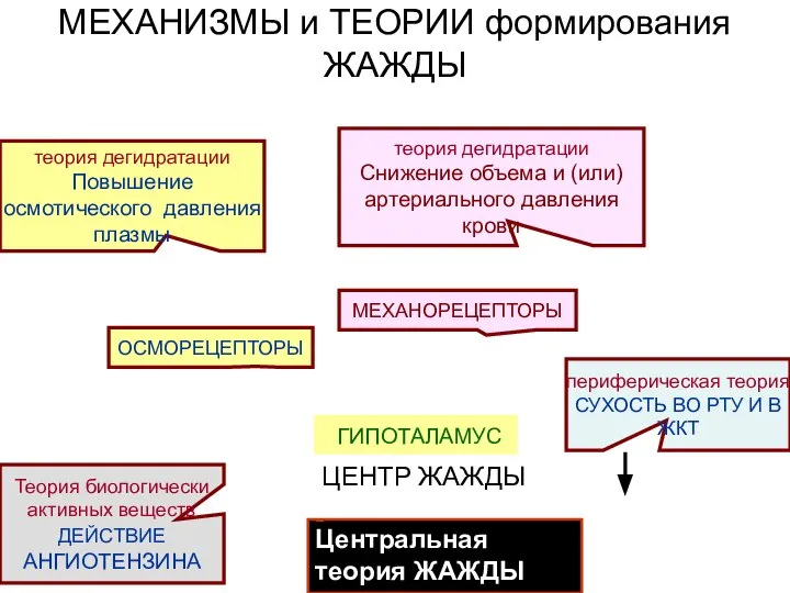 МЕХАНИЗМЫ и ТЕОРИИ формирования ЖАЖДЫ теория дегидратации Повышение осмотического давления плазмы теория