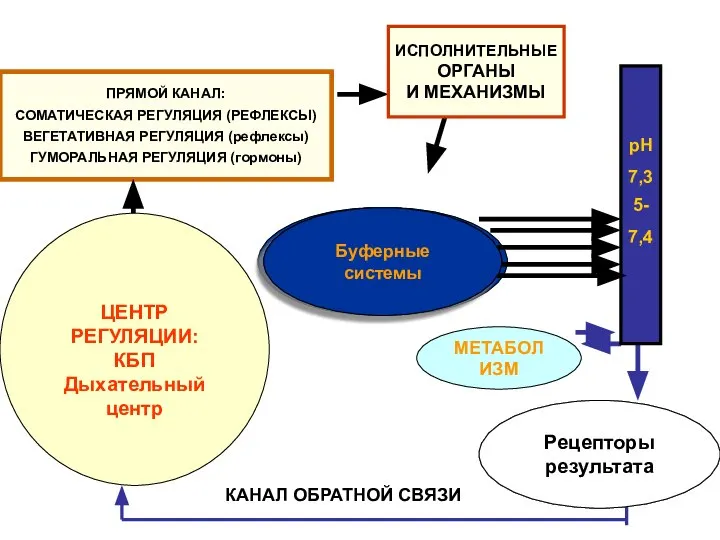 Р Е З У Л Ь Т А Т Хеморецепторы ЦЕНТР РЕГУЛЯЦИИ: