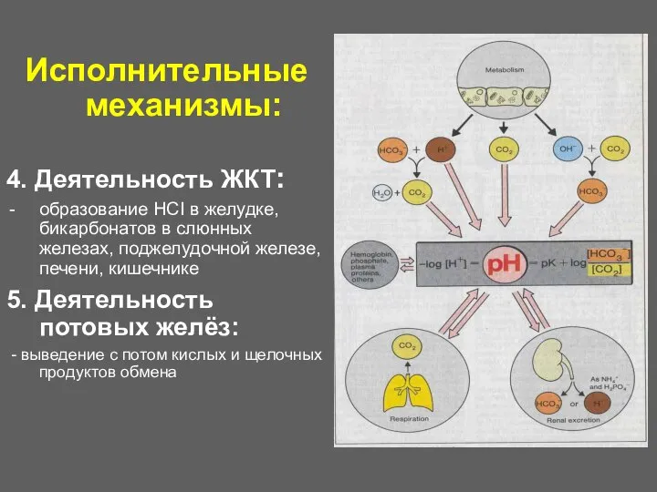 Исполнительные механизмы: 4. Деятельность ЖКТ: образование НСI в желудке, бикарбонатов в слюнных