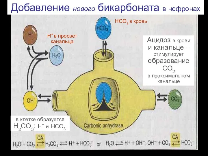 Добавление нового бикарбоната в нефронах Ацидоз в крови и канальце –стимулирует образование