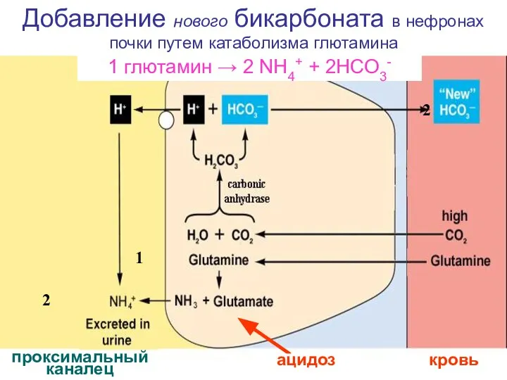 Добавление нового бикарбоната в нефронах почки путем катаболизма глютамина проксимальный каналец 1