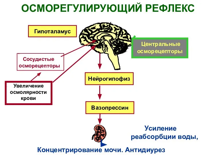 Вазопрессин ОСМОРЕГУЛИРУЮЩИЙ РЕФЛЕКС Концентрирование мочи. Антидиурез Увеличение осмолярности крови Сосудистые осморецепторы Центральные