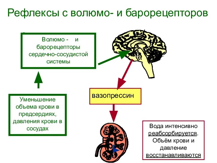 Рефлексы с волюмо- и барорецепторов Уменьшение объема крови в предсердиях, давления крови