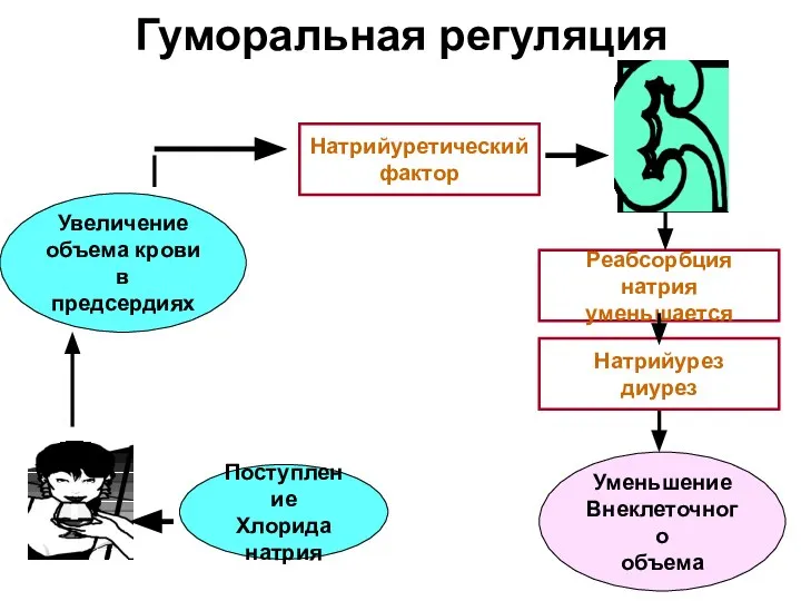 Гуморальная регуляция Увеличение объема крови в предсердиях Натрийуретический фактор Поступление Хлорида натрия