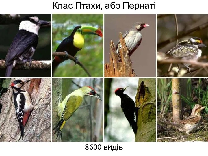 Клас Птахи, або Пернаті 8600 видів