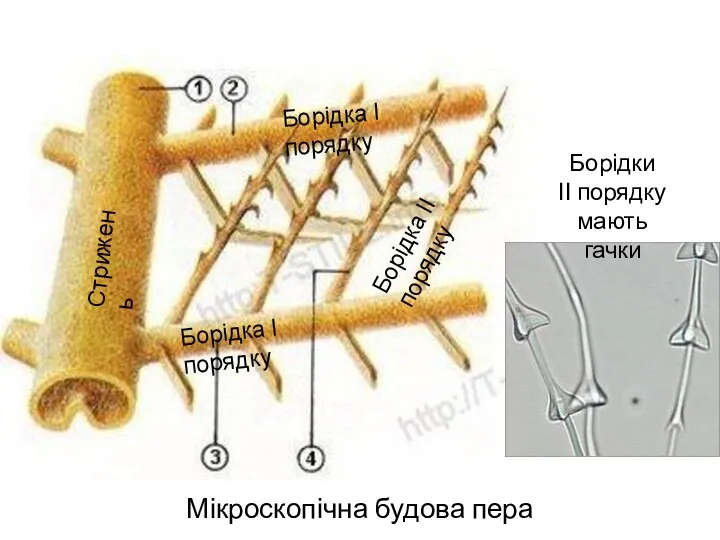 Мікроскопічна будова пера Стрижень Борідка І порядку Борідка І порядку Борідка ІІ