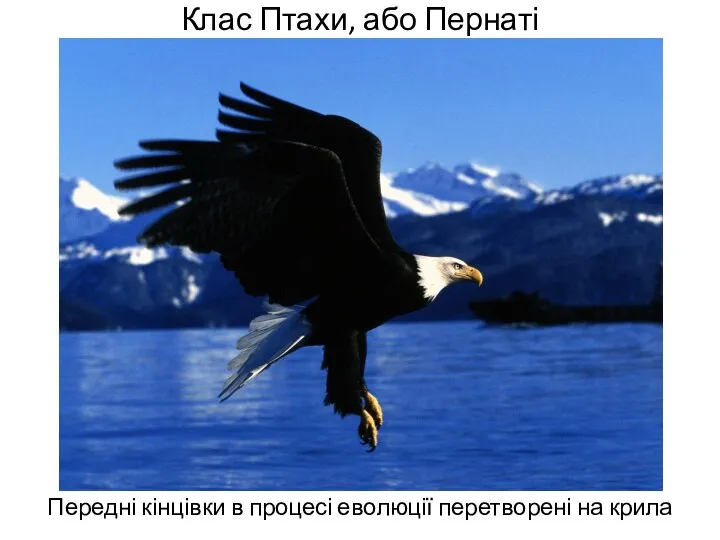 Клас Птахи, або Пернаті Передні кінцівки в процесі еволюції перетворені на крила