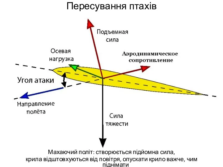 Пересування птахів Махаючий політ: створюється підйомна сила, крила відштовхуються від повітря, опускати крило важче, чим піднімати