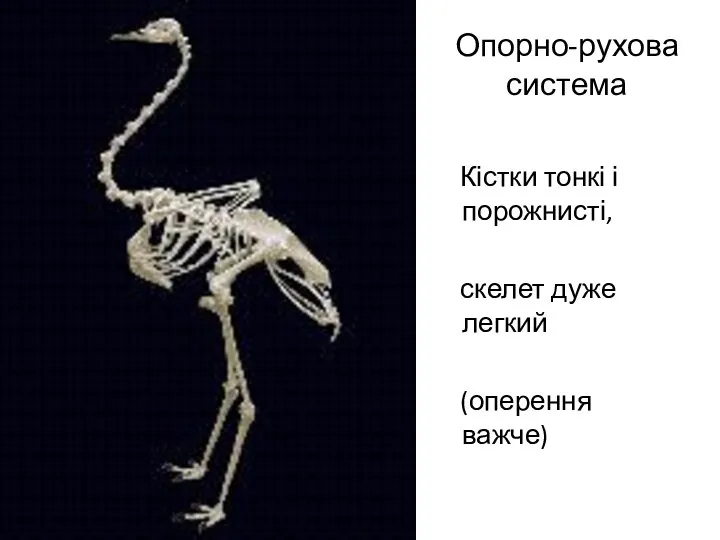 Опорно-рухова система Кістки тонкі і порожнисті, скелет дуже легкий (оперення важче)
