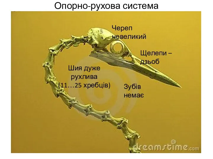 Опорно-рухова система Череп невеликий Щелепи – дзьоб Зубів немає Шия дуже рухлива (11…25 хребців)