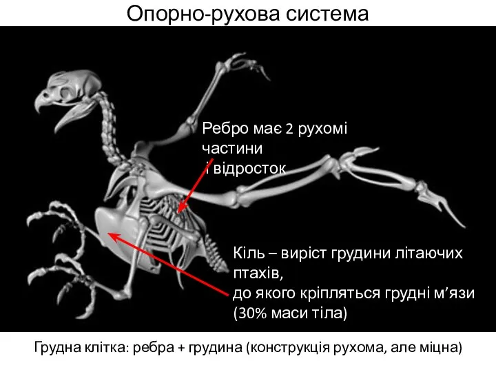 Опорно-рухова система Грудна клітка: ребра + грудина (конструкція рухома, але міцна) Кіль