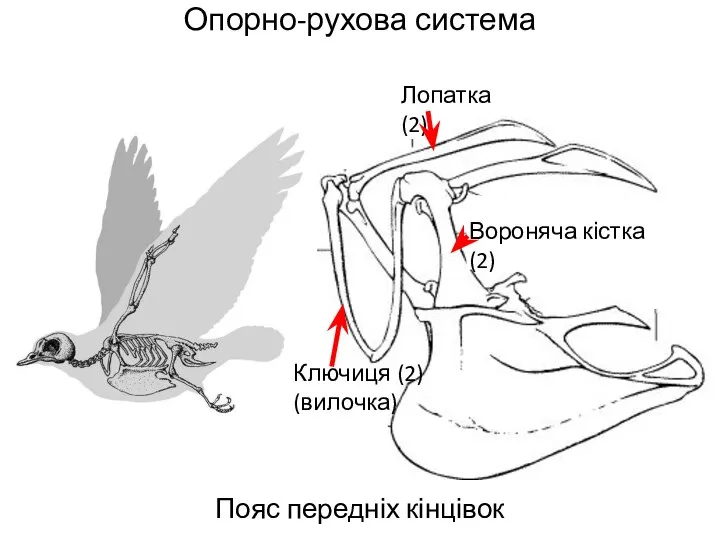 Опорно-рухова система Пояс передніх кінцівок Вороняча кістка (2) Ключиця (2) (вилочка) Лопатка (2)