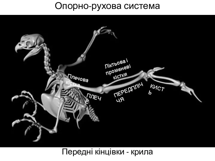 Опорно-рухова система Передні кінцівки - крила Плечова кістка Ліктьова і променеві кістки ПЛЕЧЕ ПЕРЕДПЛІЧЧЯ КИСТЬ