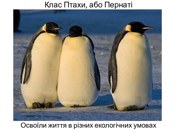 Клас Птахи, або Пернаті Освоїли життя в різних екологічних умовах